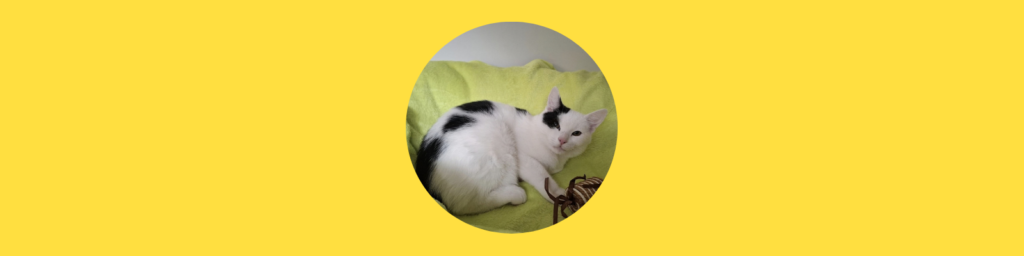 Kleiner Kater vor Polizeiinspektion ausgesetzt!