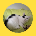 Kleiner Kater vor Polizeiinspektion ausgesetzt!