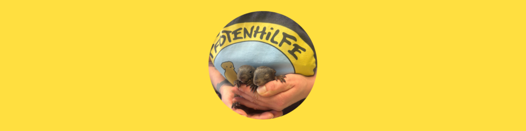 Hilflose Eichhörnchenbabys gefunden